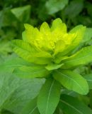 Euphorbia pilosa