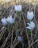 Pulsatilla multifida