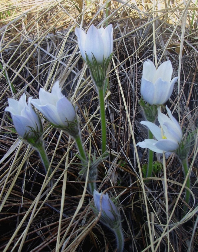 Изображение особи Pulsatilla multifida.