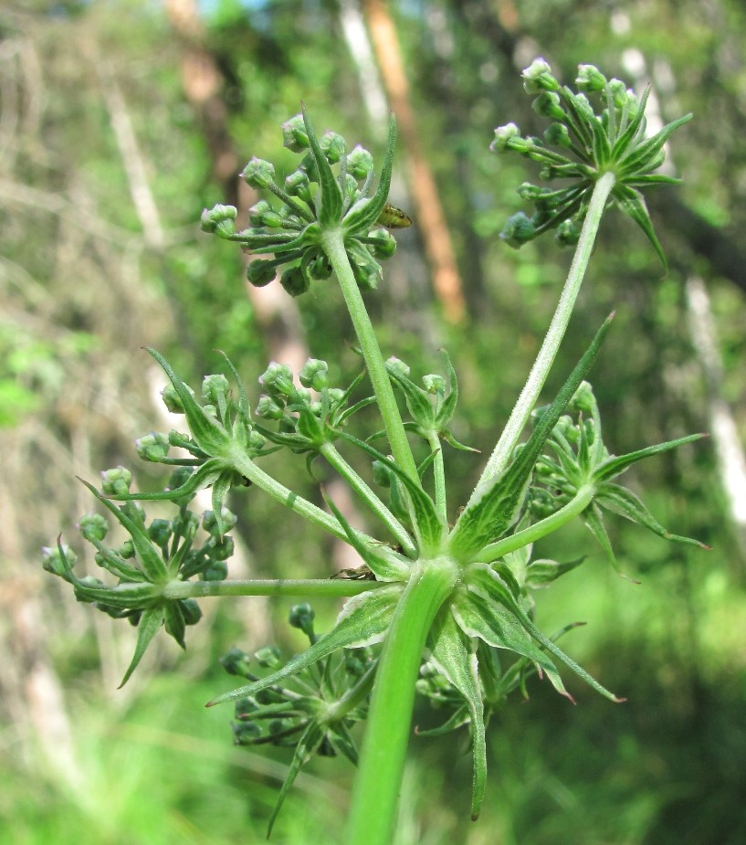 Изображение особи Thyselium palustre.