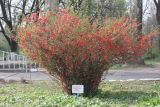Chaenomeles japonica
