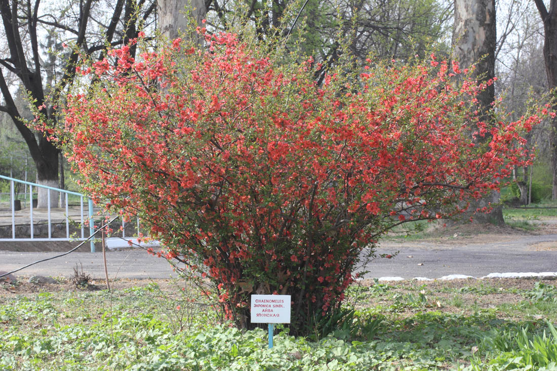 Изображение особи Chaenomeles japonica.