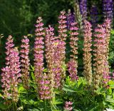 Lupinus × regalis. Цветущие растения (розовая форма). Московская обл., дачный участок. 21.06.2008.