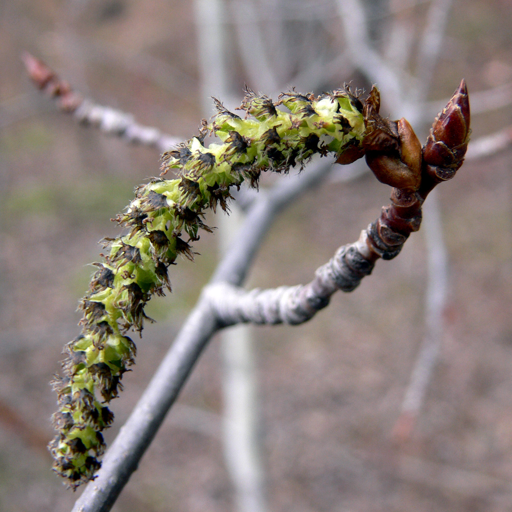 Image of Populus tremula specimen.