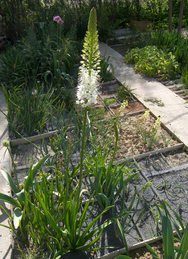 Изображение особи Eremurus himalaicus.