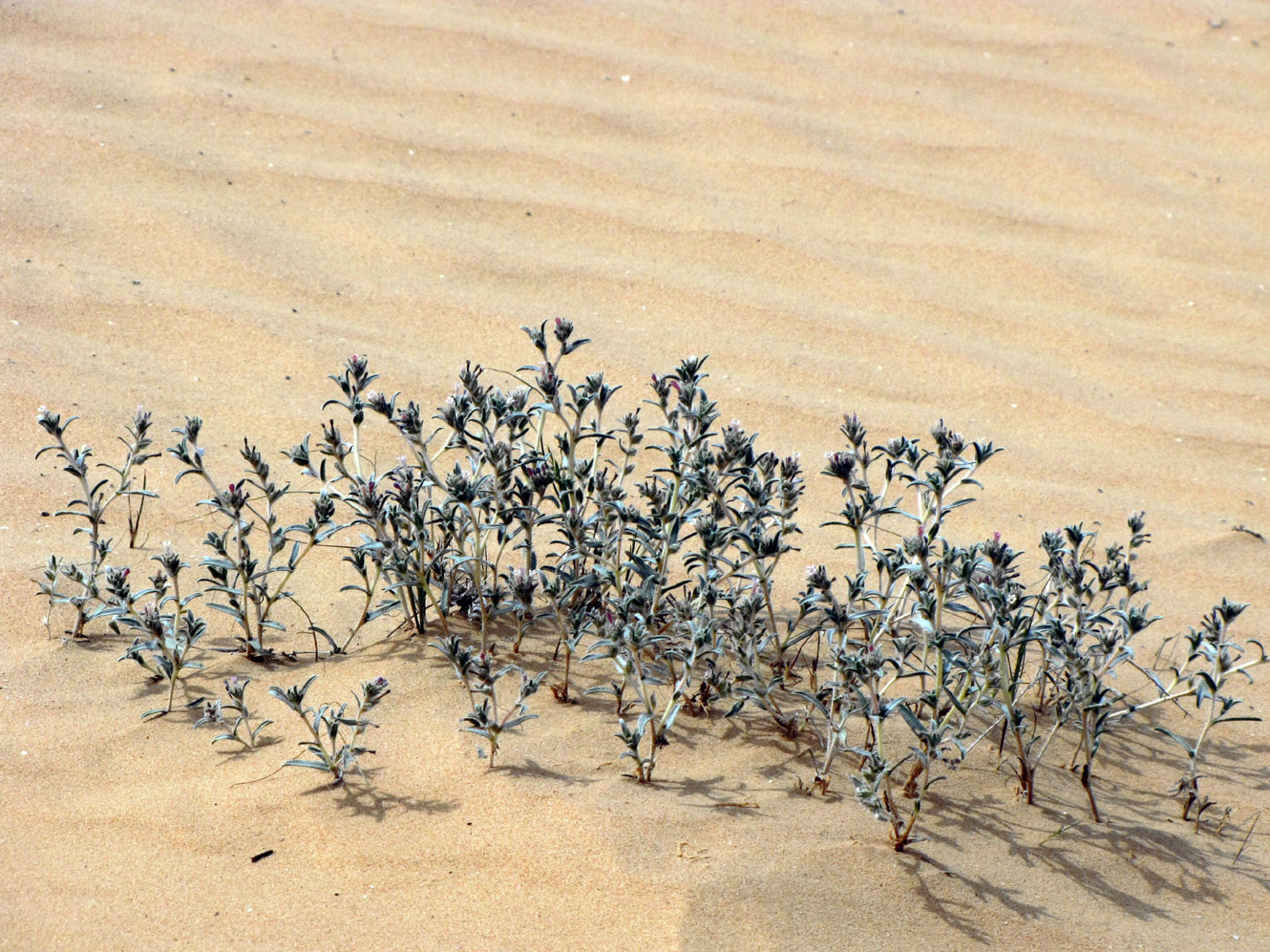 Изображение особи Moltkiopsis ciliata.