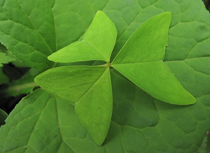 Image of Oxalis obtriangulata specimen.