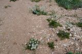 Astrodaucus littoralis. Цветущее растение на ракушечном пляже. Крым, Керченский п-ов, Приазовье, Караларская степь. 08.06.2012.