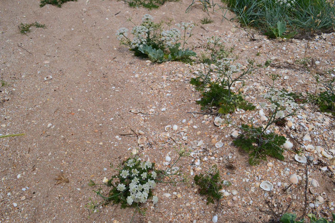 Изображение особи Astrodaucus littoralis.