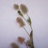 Trifolium arvense. Верхушка цветущего растения. Курская обл., Железногорский р-н, ур. Жидеевская дача. 18 июля 2007 г.