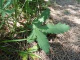 Potentilla obscura