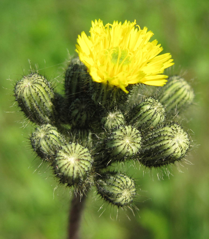 Image of genus Pilosella specimen.