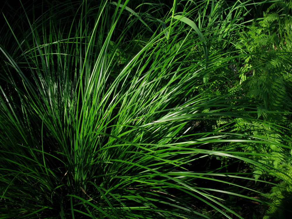 Изображение особи Carex cespitosa.