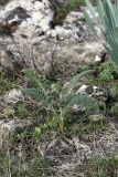 Biebersteinia multifida. Вегетирующее растение. Южный Казахстан, горы Каракус. 09.04.2012.