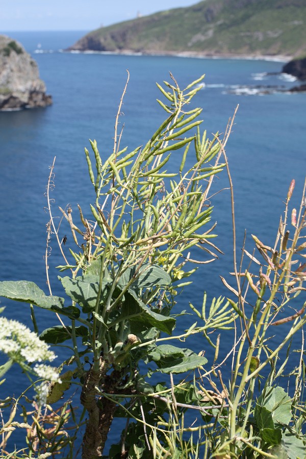 Image of Brassica sylvestris specimen.