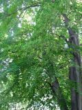 Fagus sylvatica. Средняя часть кроны. Австрия, Вена, Дворцовый парк Бурггартен. 17.06.2012.