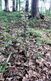 Epipactis purpurata