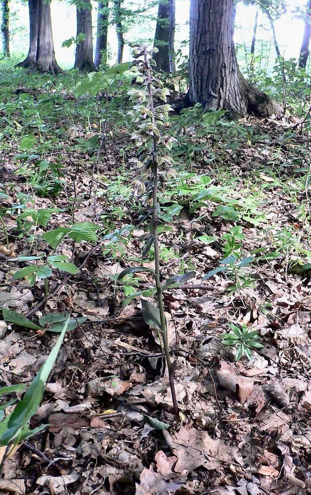 Image of Epipactis purpurata specimen.