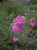 Silene compacta