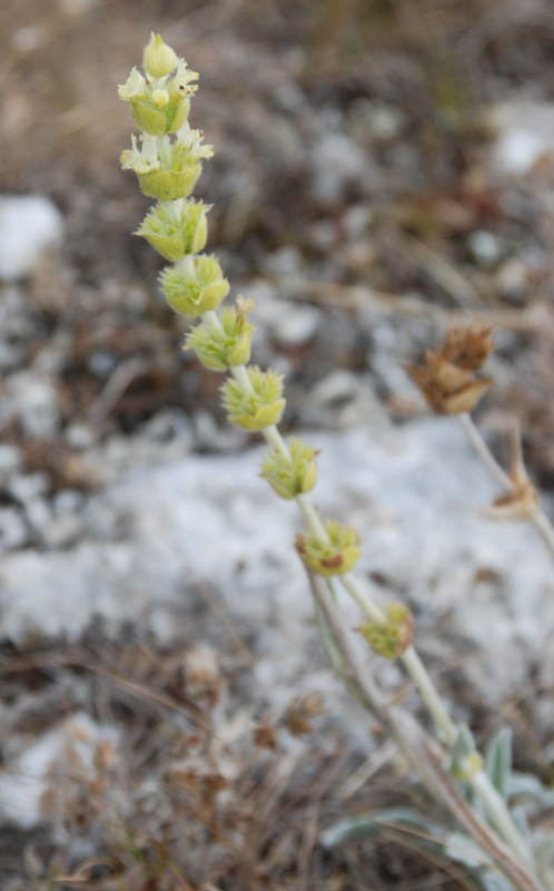 Изображение особи Sideritis catillaris.