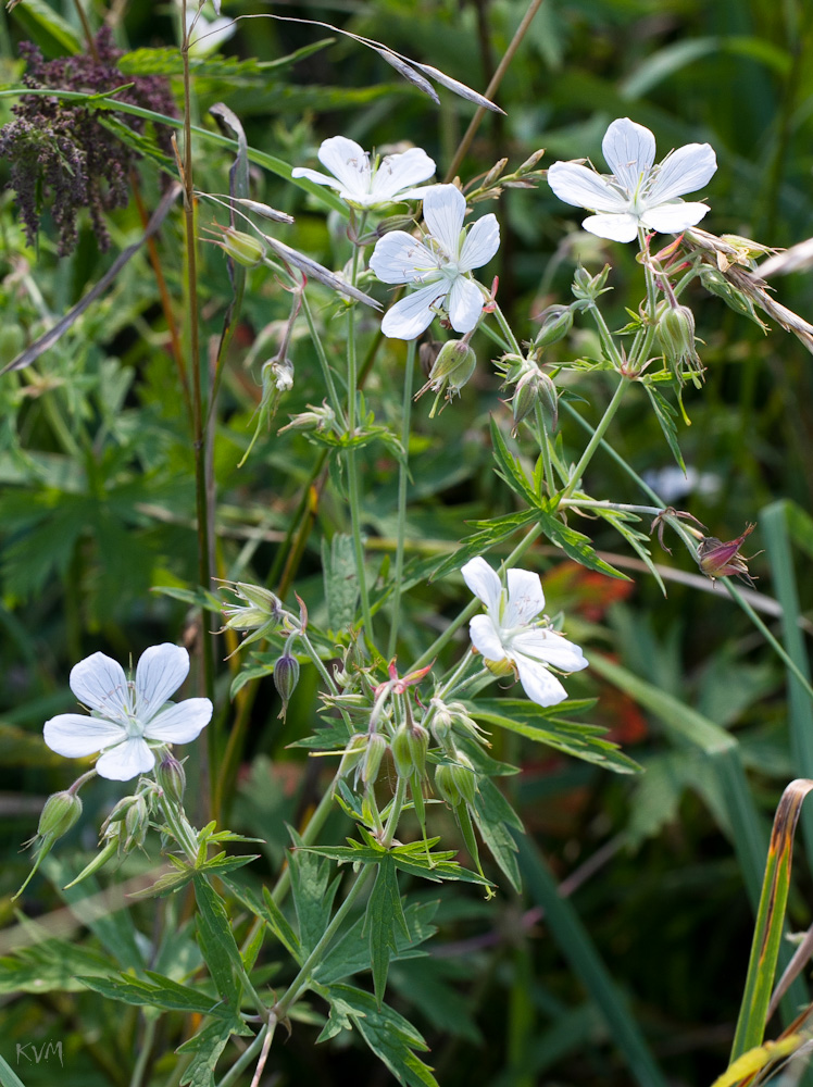 Изображение особи Geranium affine.