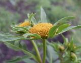 Bidens radiata