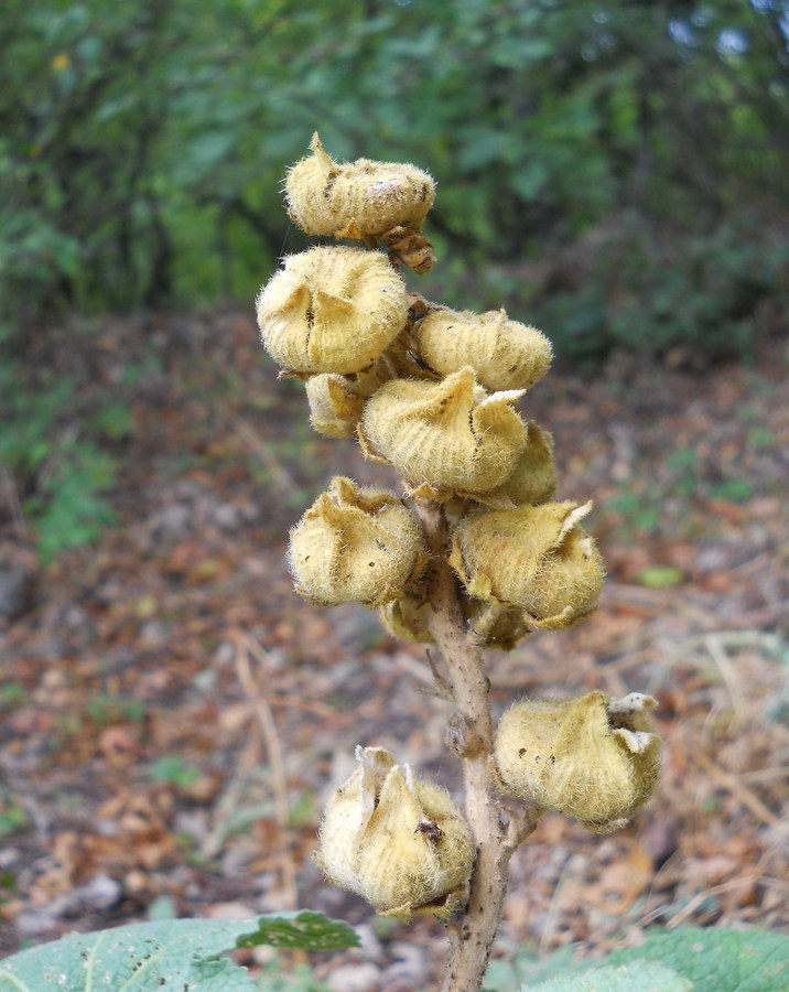 Image of Alcea rugosa specimen.