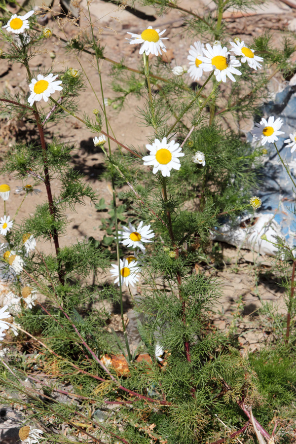 Изображение особи Tripleurospermum inodorum.