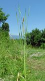 Typha domingensis. Цветущее растение. Абхазия, Гагрский р-н, окр. г. Пицунда, вблизи озера. 11.06.2012.