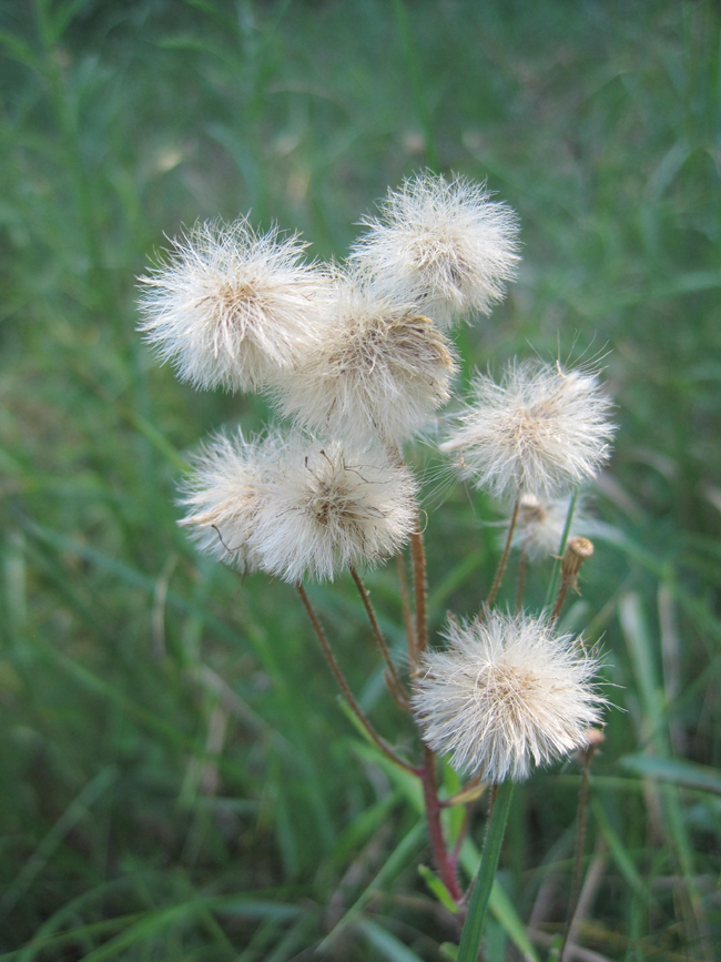 Image of Erigeron acris specimen.