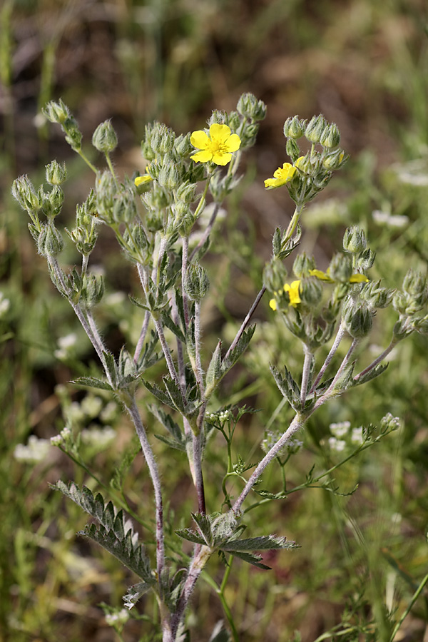 Изображение особи Potentilla pedata.