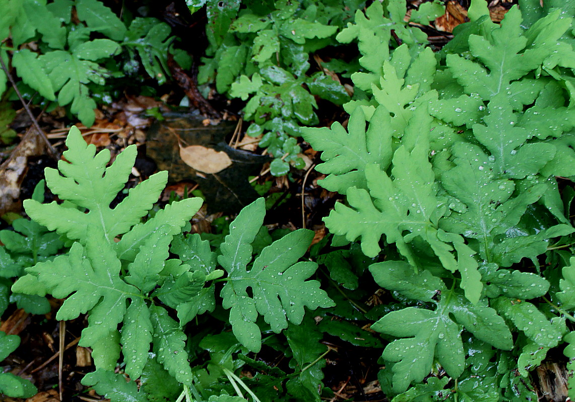 Image of Onoclea sensibilis specimen.