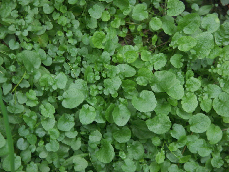 Image of Arabidopsis halleri specimen.