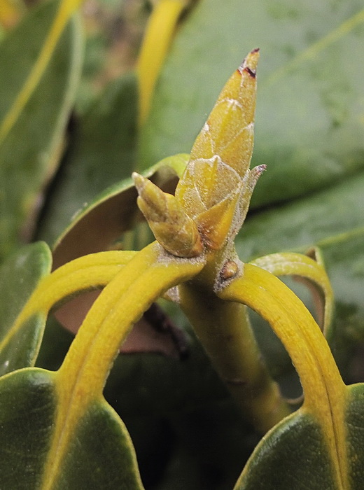 Image of genus Rhododendron specimen.