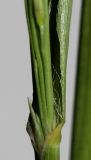 Panicum virgatum