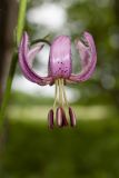 Lilium pilosiusculum