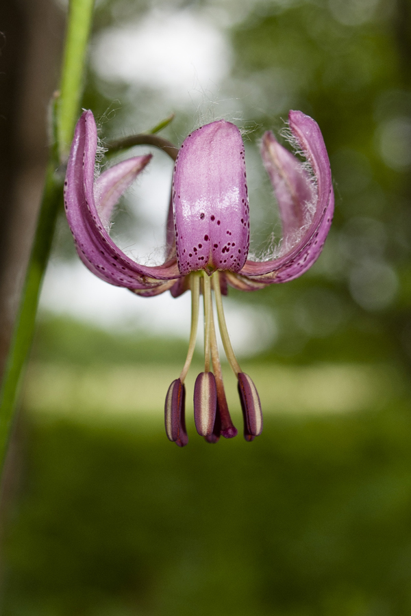 Изображение особи Lilium pilosiusculum.