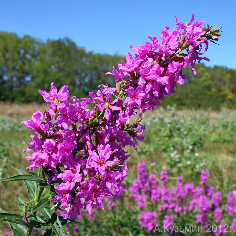 Image of Lythrum intermedium specimen.