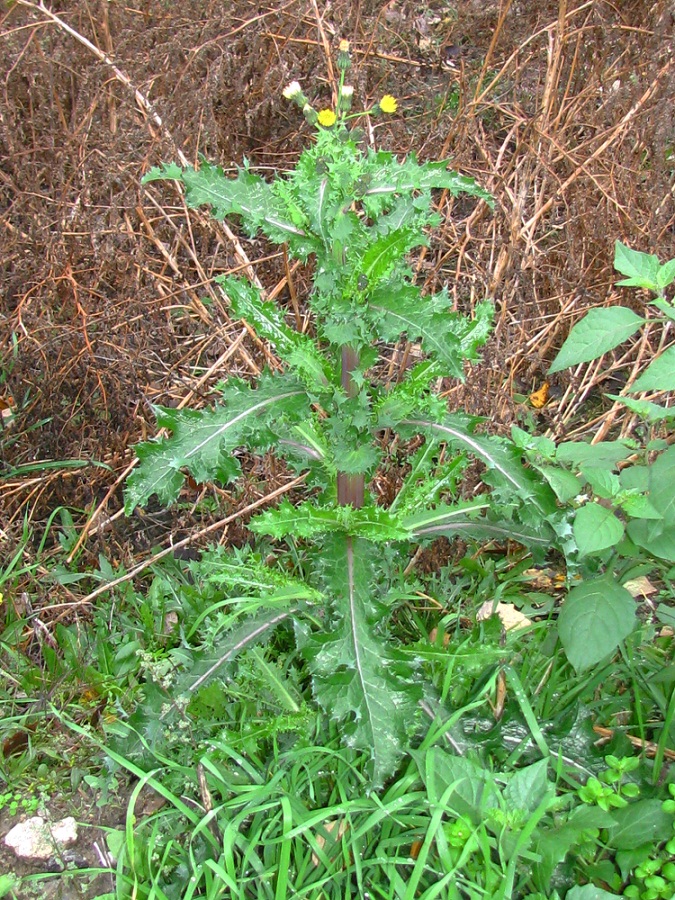 Image of Sonchus asper specimen.