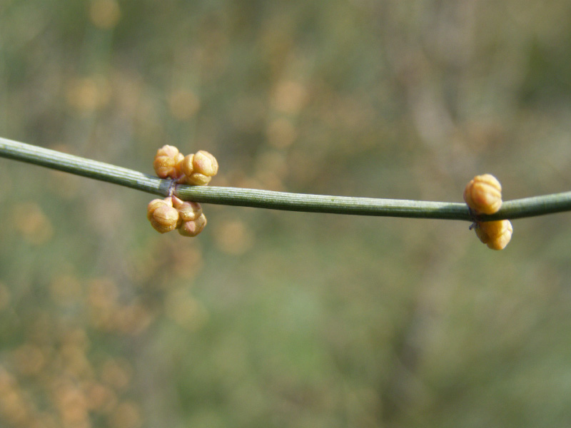 Image of Ephedra equisetina specimen.