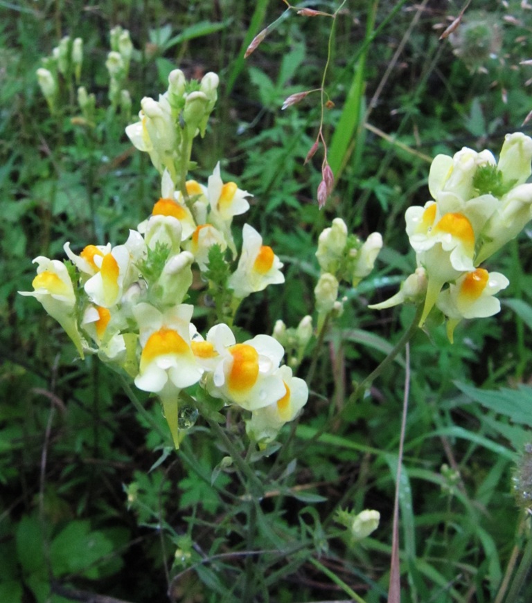 Изображение особи Linaria vulgaris.