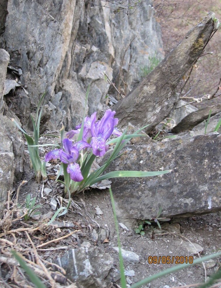 Изображение особи Iris tigridia.