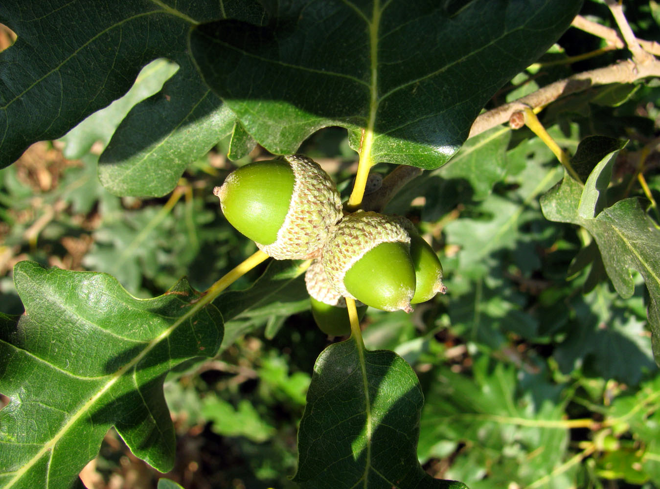 Изображение особи Quercus petraea.