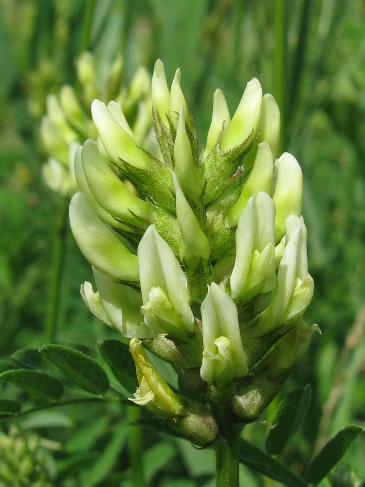 Изображение особи Astragalus cicer.