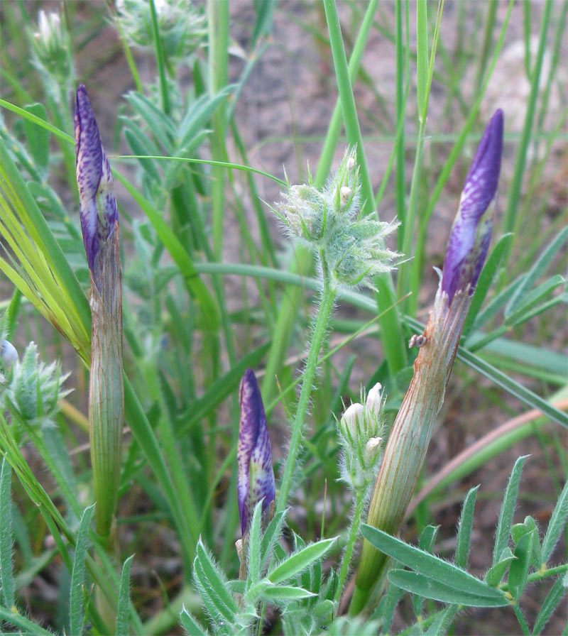 Изображение особи Moraea sisyrinchium.