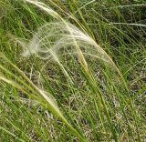 род Stipa