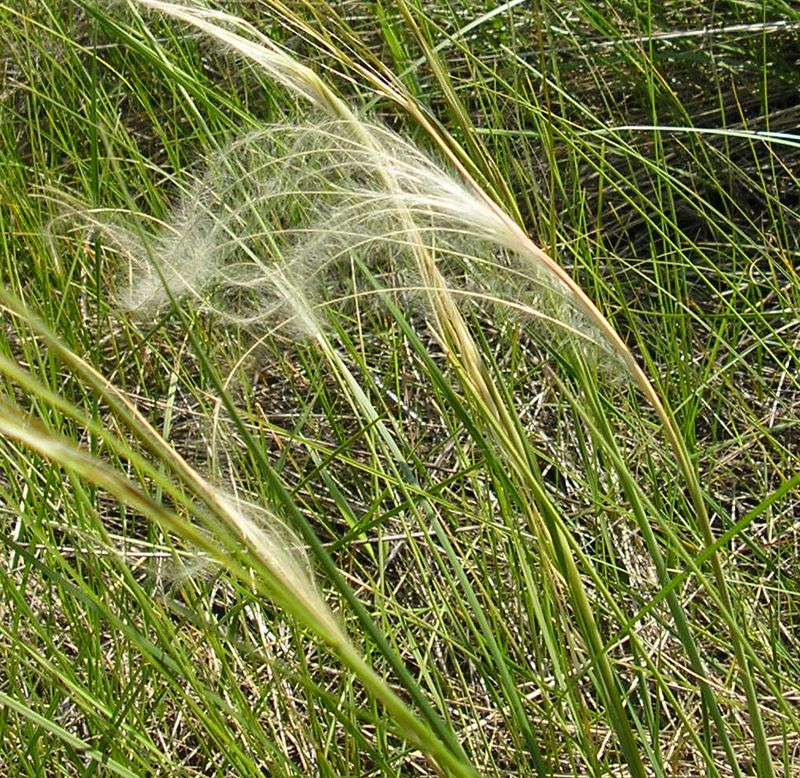 Изображение особи род Stipa.