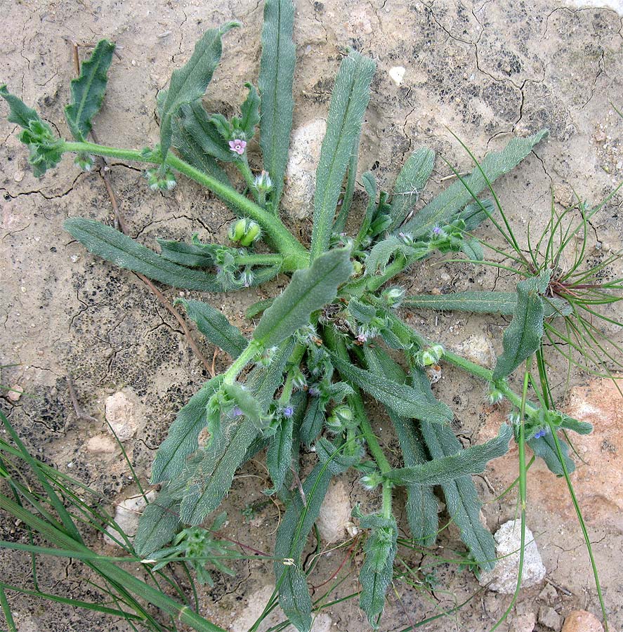 Image of Gastrocotyle hispida specimen.