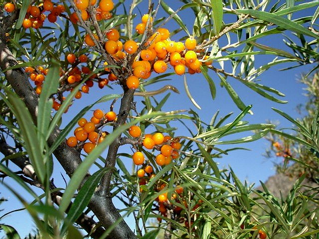 Изображение особи Hippophae rhamnoides.