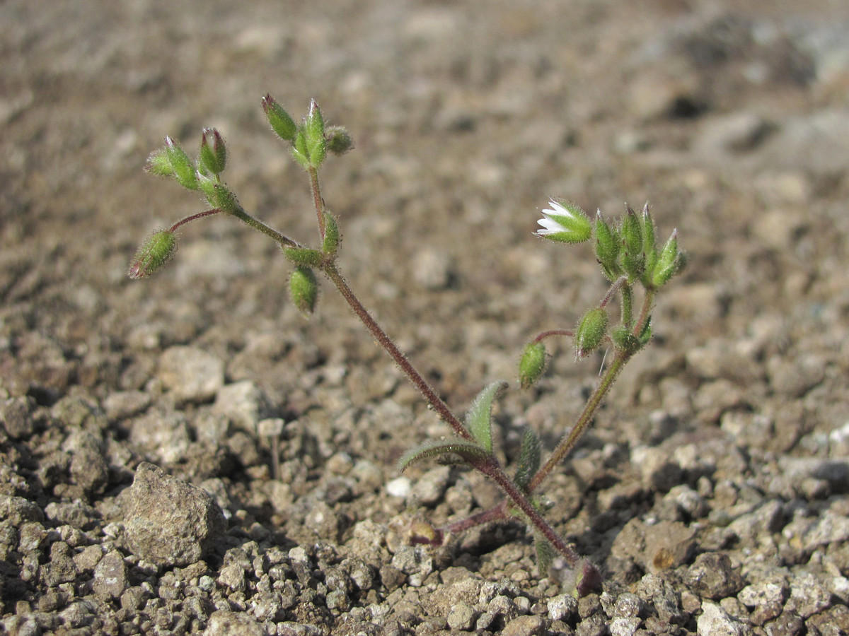 Изображение особи Cerastium crassiusculum.